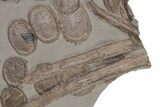 Fossil Ichthyosaur (Eurhinosaurus) Bone Plate - Germany #206129-1